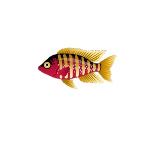 49er Cichlid